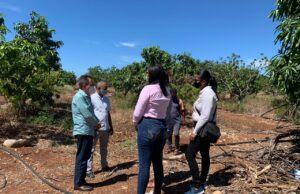 Senador electo provincia Peravia, visita proyecto de mangos en Villa Fundación colapsado por deudas Villa Fundación