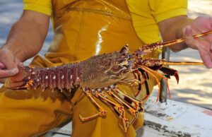 Prohíben pesca y comercialización de langostas a partir del primero de marzo comercialización de langostas