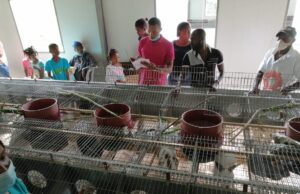 Cooperativa Las Mercedes suspende proyecto de conejo por alto costo y falta de apoyo Granja de conejos