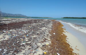 afluencia de sargazo