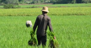 sector agrícola dominicano
