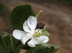 Investigarán las especies de Magnolia endémica para mejorar su conservación Magnolia endémica