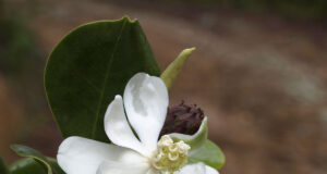 Magnolia endémica