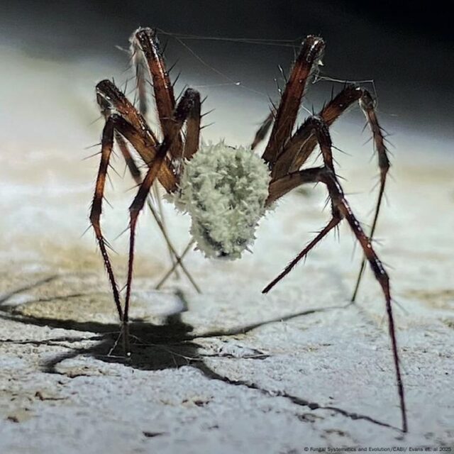 Arañas zombie Arañas zombie